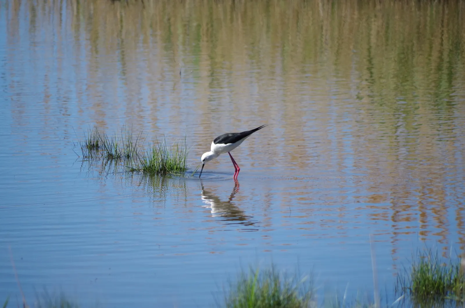 Ein Stelzenläufer mit langen roten Beinen auf einer Wasserfläche