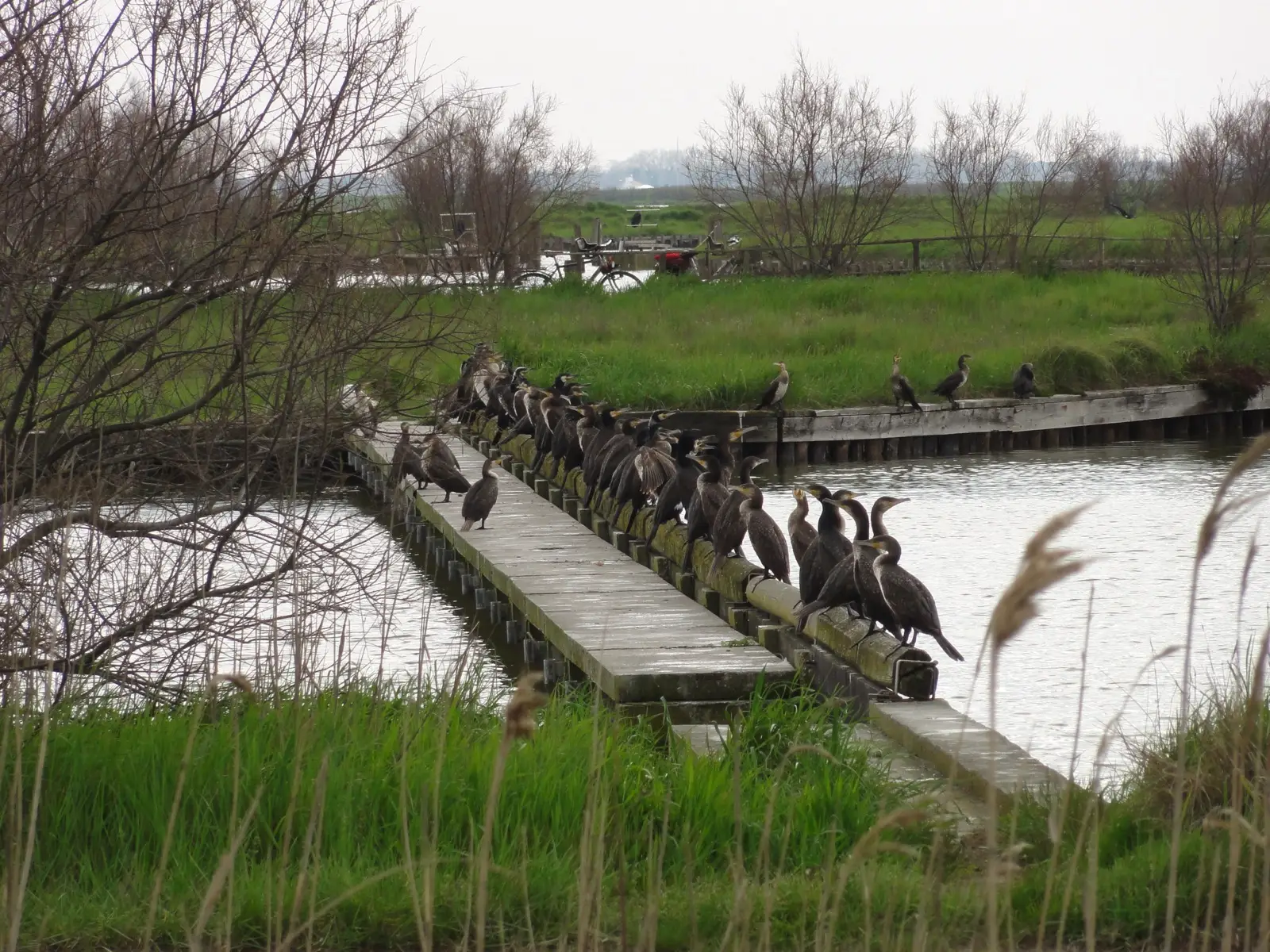 Eine Reihe Kormorane auf einem Baumstamm in den Valli di Comacchio
