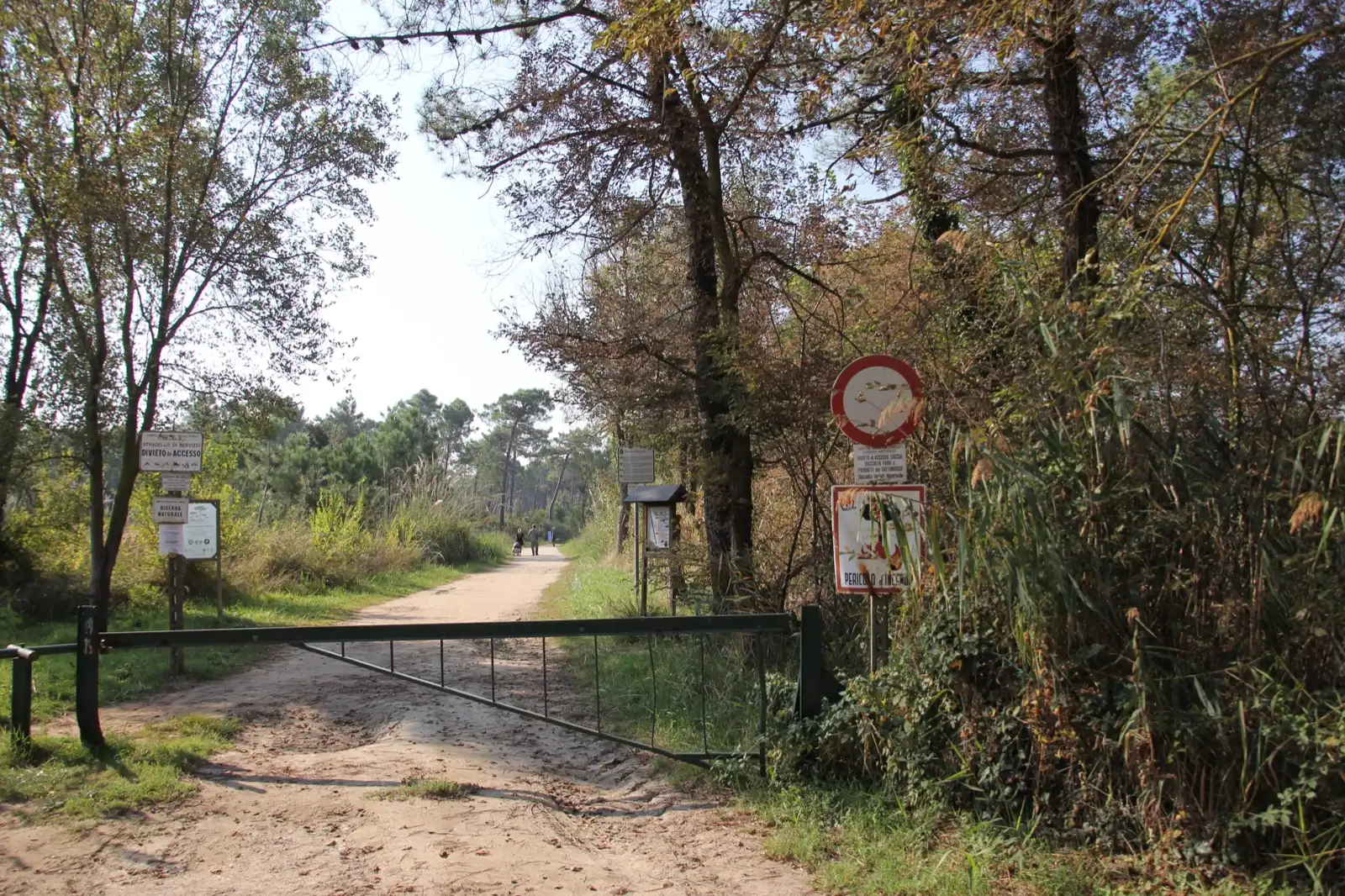 Weg zwischen den Pinien der Pineta di Classe bei Ravenna