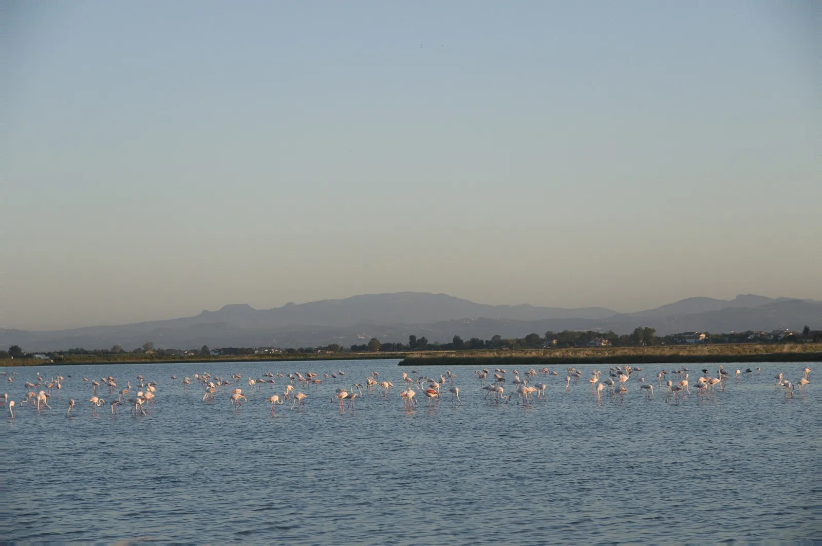 Un gruppo di fenicotteri rosa in una vasca della salina di Cervia
