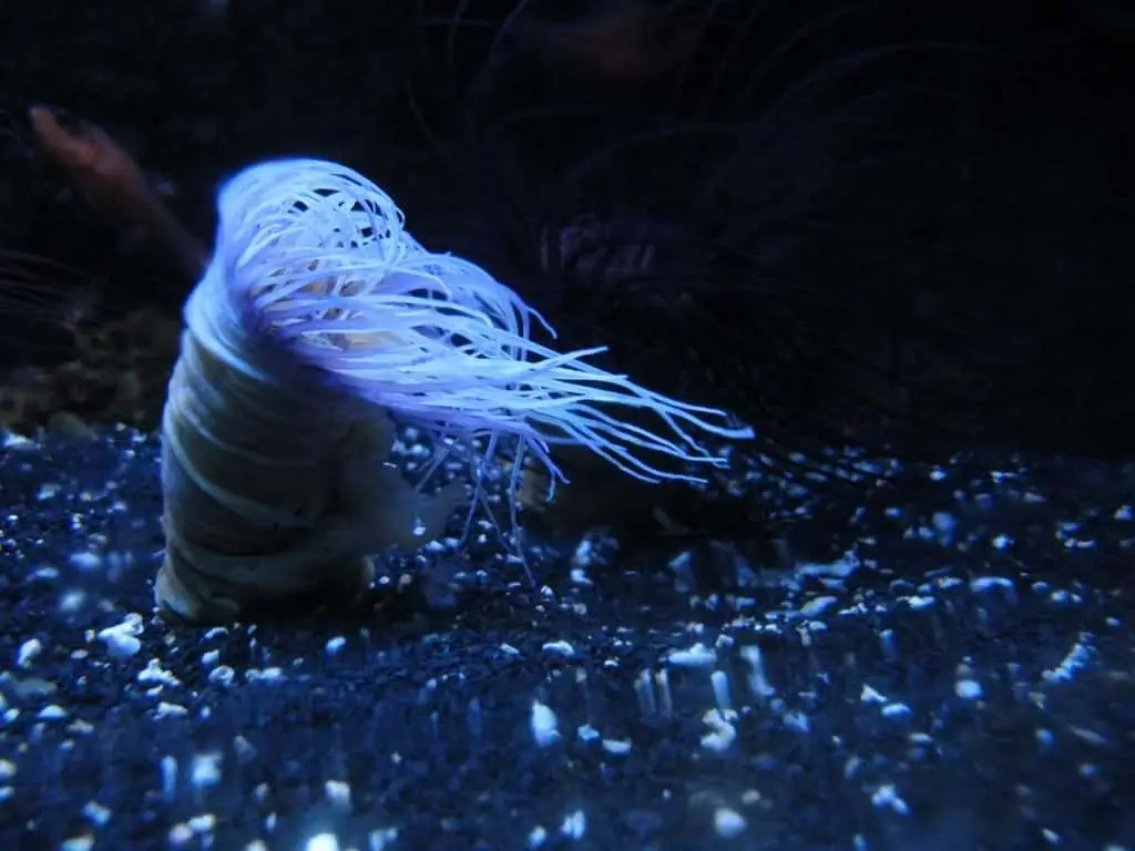 Pianta marina nell'Acquario di Cattolica