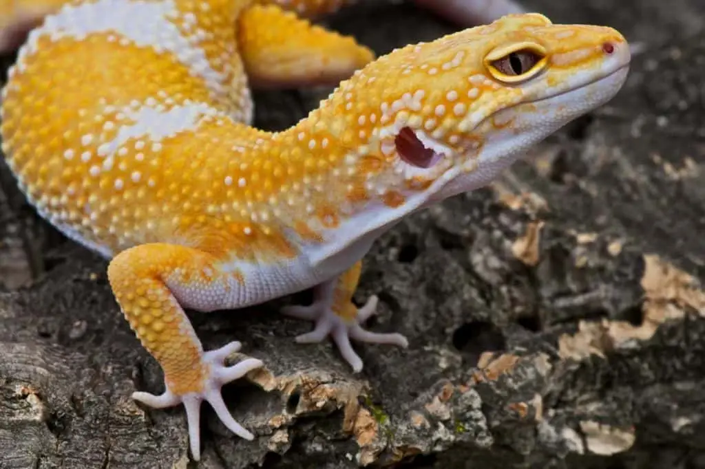 Esemplare di rettile giallo striato