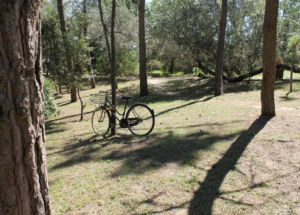 Pineta di Cervia