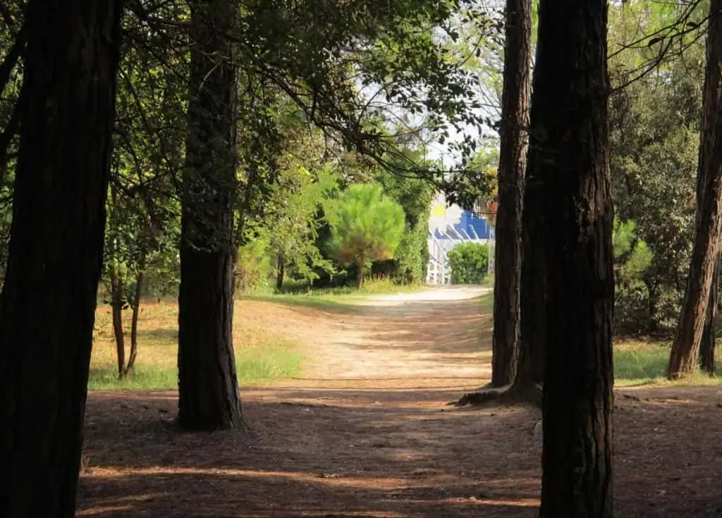 Pineta di Cervia
