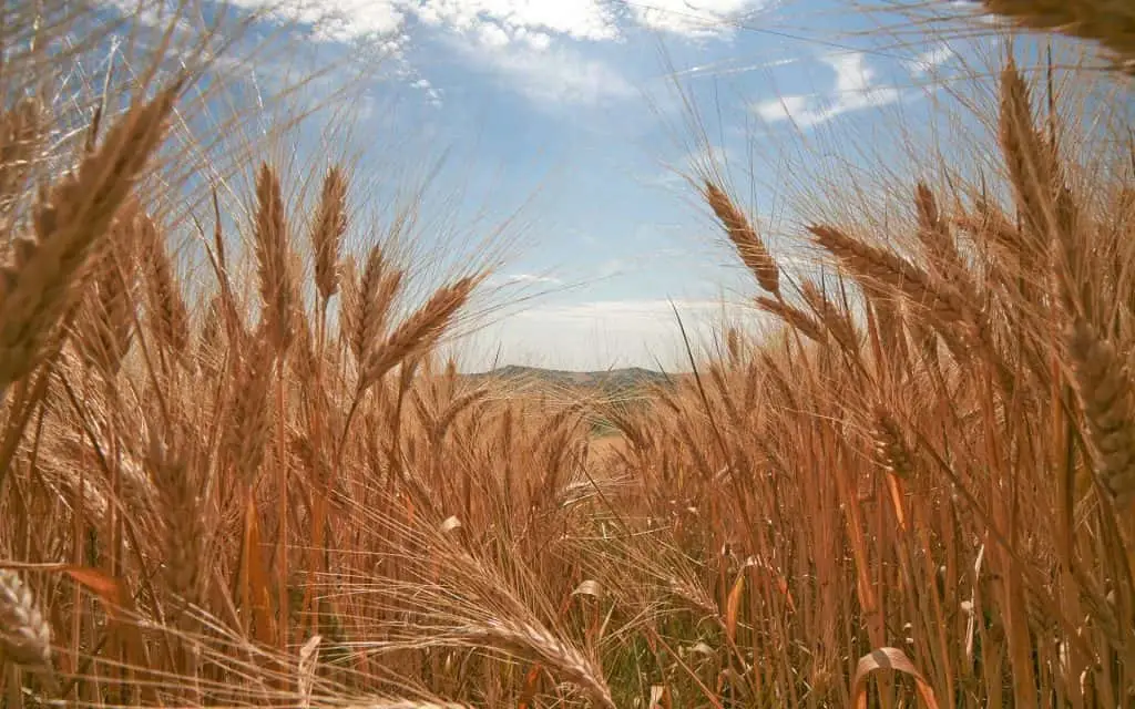 campagna di san giovanni in marignano
