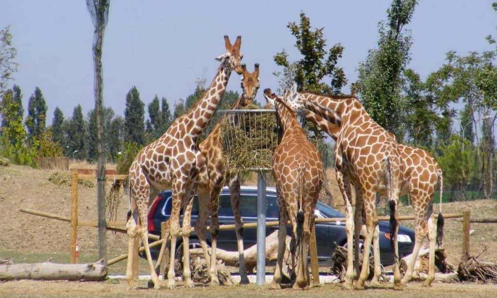zoo safari ravenna orari di apertura